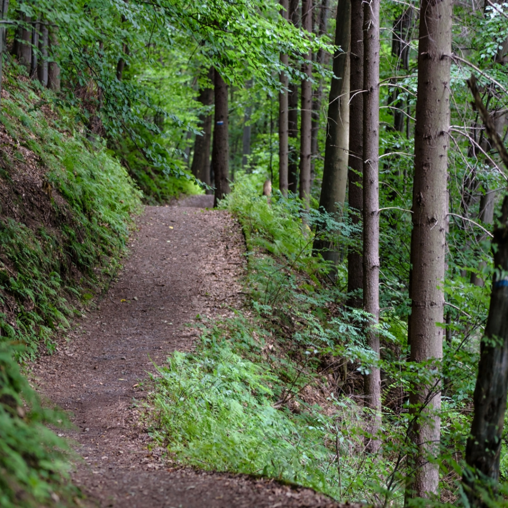 Join Kindred Explorers for a day long nature retreat in Morgan Monroe State Forest, Indiana. Allison and Kelly will guide participants on a walking journey integrating times of silence, community, and reflective writing.